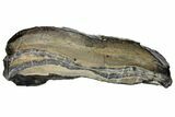 Mammoth Molar Slice With Case - South Carolina #144250-1